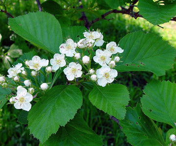 White Crataegus Flower Seeds for Planting - NON GMO Seeds