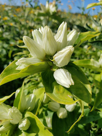 Cream Gentiana Flower Seeds for Planting, NON GMO Seeds