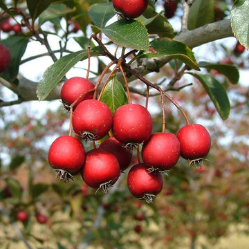 Red Hawthorn Plant Seeds - Hardy Tree Seeds - Heirloom & Non-GMO Seeds for planting – Fresh Herb for Your Garden