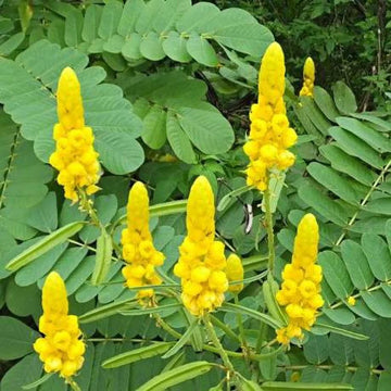 Heirloom Senna Alata Flower Seeds for Planting, Non-GMO