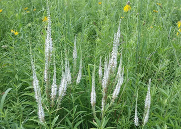 White Culver's Root Plant Seeds for Garden Borders and Landscaping – Fresh Herb for Your Garden