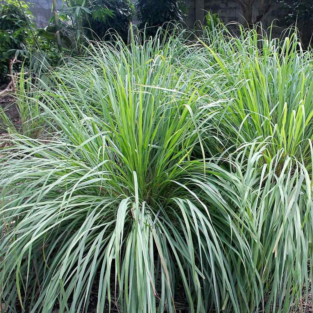 Cymbopogon flexuosus (West Indian Lemongrass) – Aromatic & Versatile Herb