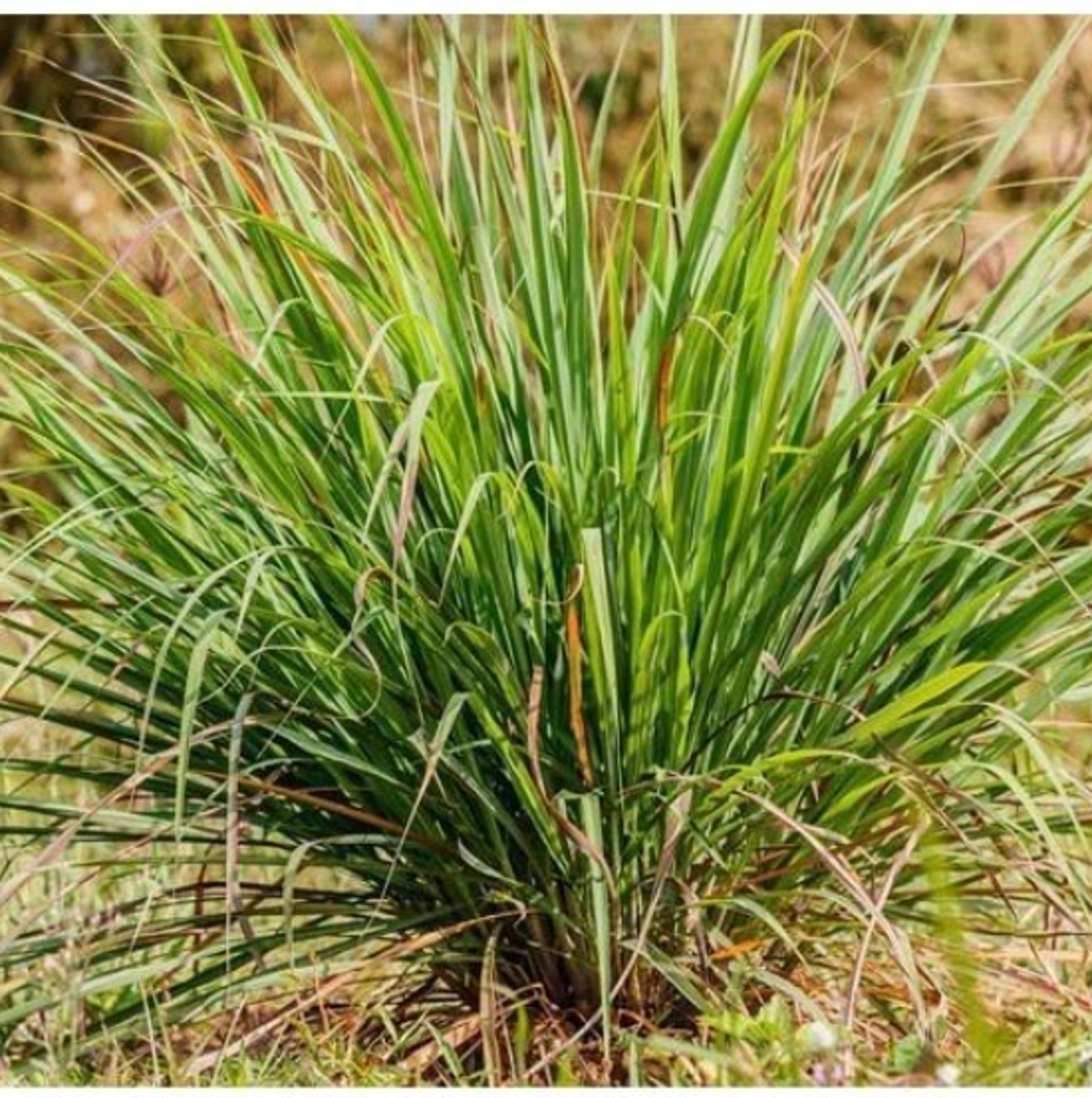 Cymbopogon nardus (Citronella Grass)