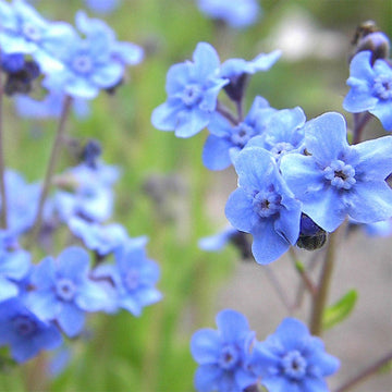 Blue Cynoglossum Amabile Flower Seeds for Planting - NON GMO Seeds