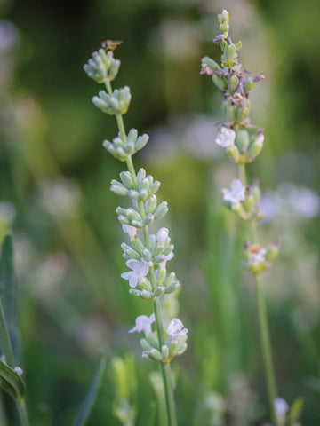 Lavender, Lacy Frills Flower Seeds for Planting-NON GMO Seeds