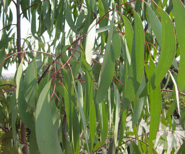 Green Snow Gum Seeds or Eucalyptus Pauciflora Plant Seeds– Hardy Evergreen Trees – Fresh Herb for Your Garden