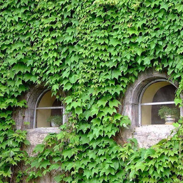 Heirloom Non-GMO Ivy Plant Seeds for Planting – Light Green Foliage for Ground Cover and Hanging Gardens