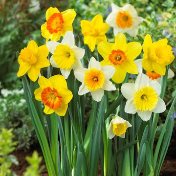 Narcissus Flower Seeds Light Yellow for Planting - 100 pcs