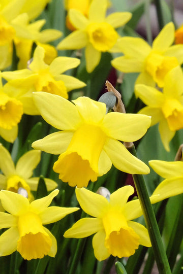 Narcissus Flower Seeds Thick Yellow for Planting, NON GMO Seeds