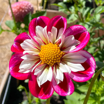 Dahlia 'Bumble Rumble' - Collarette Flower Seeds for Planting – Heirloom, Non-GMO Garden Bloom Seeds