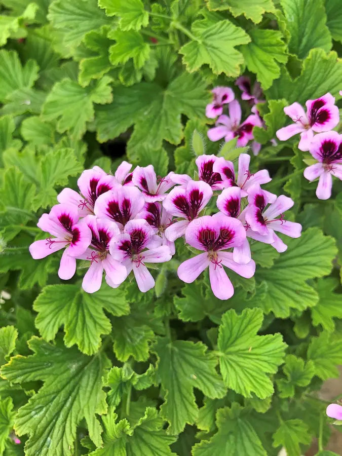 Vibrant Purple & Pink Geranium Flower Seeds for Planting - Heirloom & Non-GMO Quality for planting in home garden