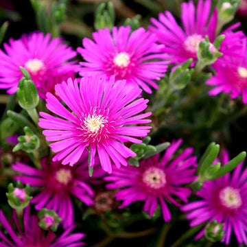 Heirloom Delosperma Flower Seeds, Non-GMO Ice Plant Blooms for Drought-Tolerant Garden Planting