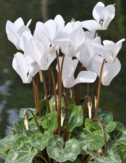 White Cyclamen Flower Seeds for Planting-100 pcs for planting in your garden.