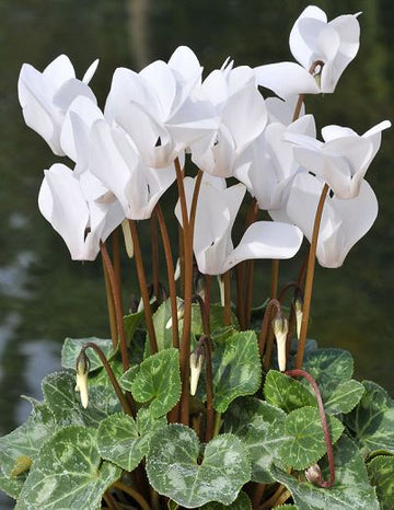 White Cyclamen Flower Seeds for Planting-100 pcs