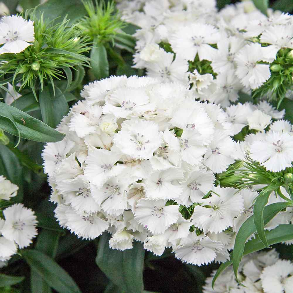 Dianthus Flower Seed for Planting 100 pcs - Flower for planting in home garden