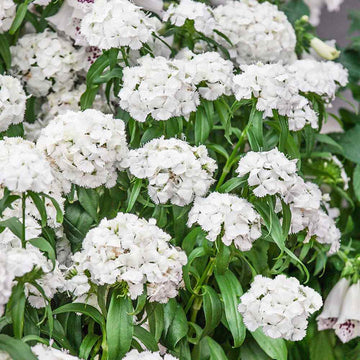 Dianthus Flower Seed for Planting 100 pcs