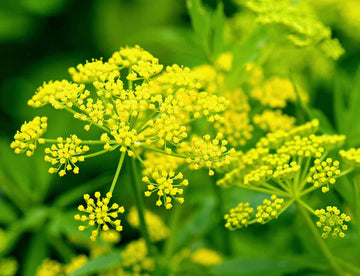 Yellow Mammoth Dill Herb Plant Seeds for Planting- Flavored Gardens and Cuisines – Fresh Herb for Your Garden