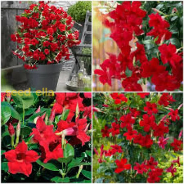 Dipladenia Flower Seeds for Garden Planting - NON GMO Seeds