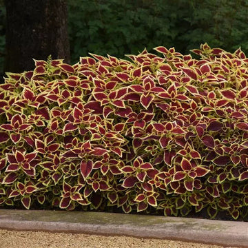 Heirloom Coleus Sun Crimson Gold Flowering Seeds for Planting - heirloom & non-gmo seeds