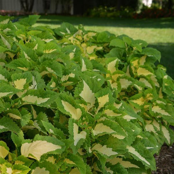 Coleus kong Green Plant Seeds - Heirloom Non GMO seeds for Planting