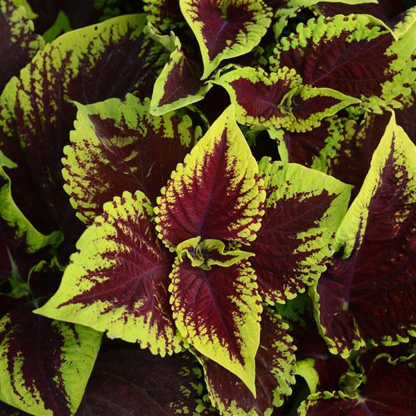 Heirloom Coleus kong scarlet Flower Seeds for Planting - Beautiful Blooms, Heirloom seeds - Coleus for planting in home garden