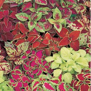 Fresh Fairway Mix Coleus Flower Seeds for Planting - Beautiful Blooms, Heirloom seeds