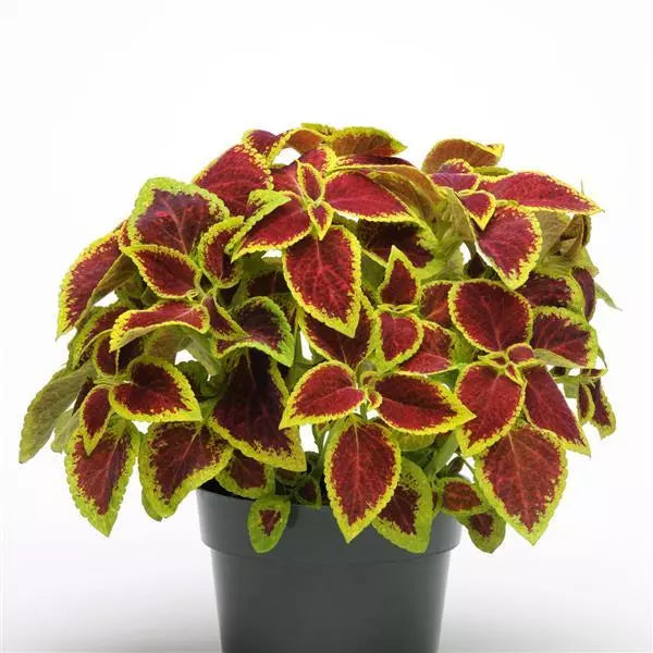 Heirloom Coleus Sun Crimson Gold Flowering Seeds for Planting - heirloom & non-gmo seeds - Coleus for planting in home garden