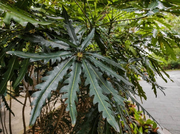 Green Dizygotheca Elegantissima Decorative Plant Seeds for Indoor Gardens – Fresh Herb for Your Garden