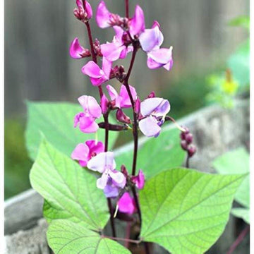 Dolichos Biflorus Flower Seeds for Planting - 100 pcs