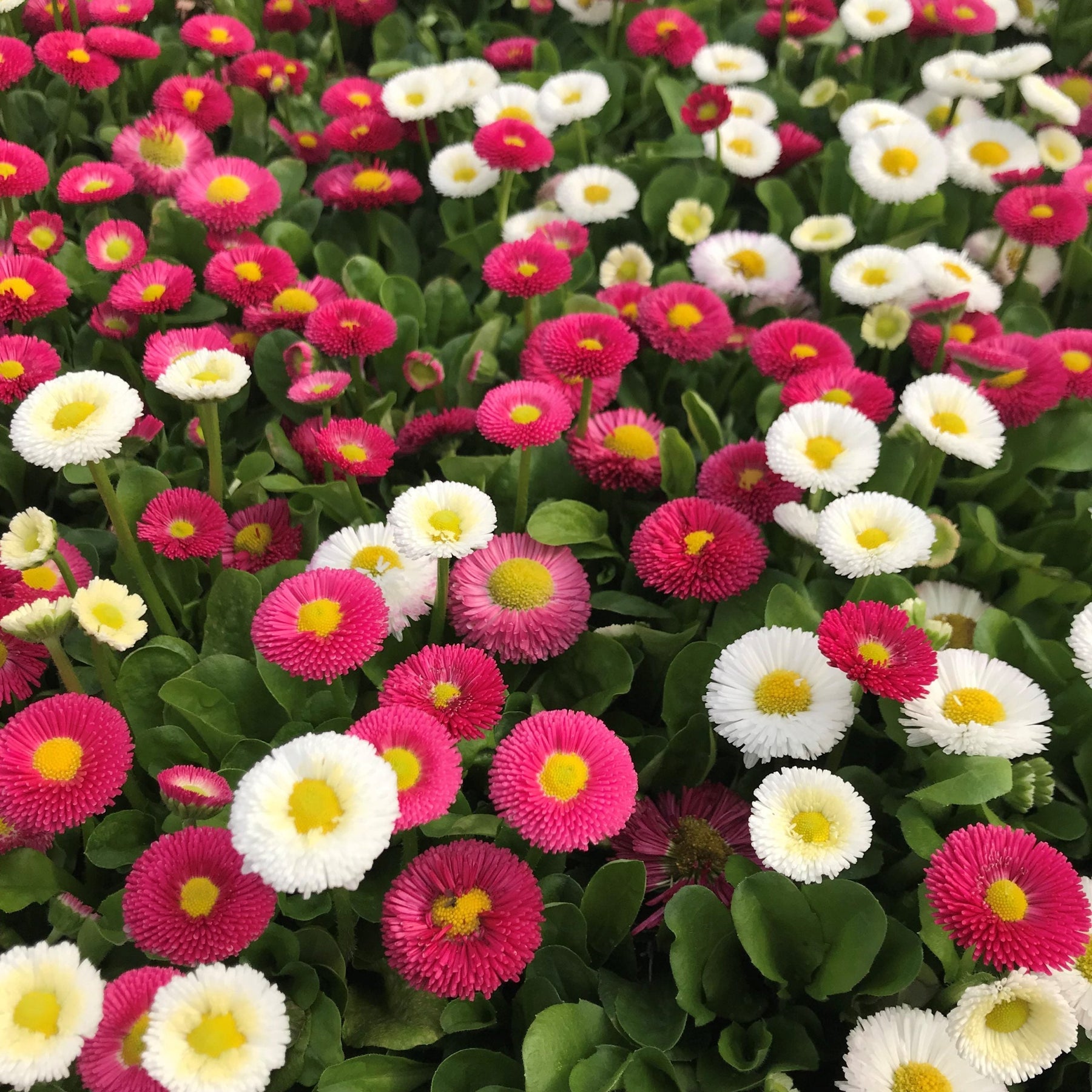 Margarita Roja Flower Seeds for Planting - 100 pcs seeds for planting in home garden