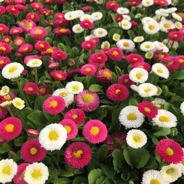 Margarita Roja Flower Seeds for Planting - 100 pcs