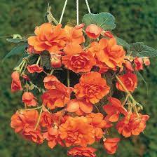 Orange Gloxinia Flower Seeds for Planting | Heirloom, Non-GMO, Organic Seeds