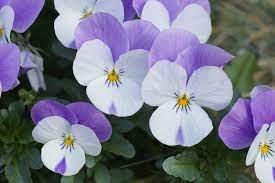 Heirloom Non-GMO Viola Purple White Flower Seeds for Planting – Decorative Blooming Flower Seeds