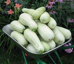 Aspirant White Bush Zucchini Squash Seeds for Planting – Heirloom and Non-GMO Garden Seeds
