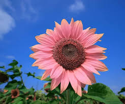 Bright Pink Sunflower Seeds for Planting â€“ Unique Color Blooms for Your Garden