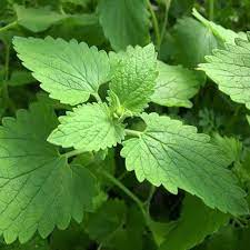Green Catnip Plant Seeds for Planting-Pet-Friendly and Aromatic Gardens – Fresh Herb for Your Garden