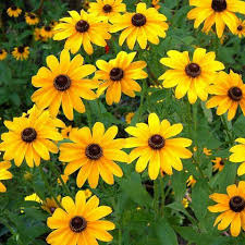 Yellow Mini Sunflower Seeds for Planting â€“ Compact Bright Blooms, Ideal for Pots & Borders for planting in home garden