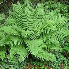 Fern Seeds for Planting - 100 Pcs pcs
