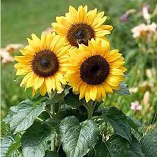 Yellow Mini Sunflower Seeds for Planting â€“ Compact Bright Blooms, Ideal for Pots & Borders