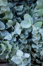 Green Eucalyptus Baby Blue Plant Seeds for Planting-Heirloom & Non-GMO Seeds for planting – Fresh Herb for Your Garden