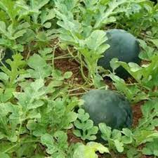 Bush Sugar Baby Watermelon Fruit Seeds for Planting - Sweet, Small Watermelon Harvests 100 Pcs pcs