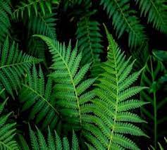 Fern Seeds for Planting - 100 Pcs pcs