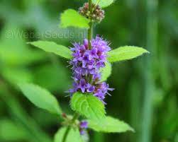 Pulegium Plant Seeds – Medicinal Herb for Your Garden - Heirloom & Non-GMO Seeds for planting – Fresh Herb for Your Garden