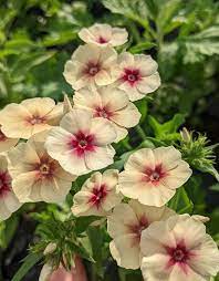 Phlox cherry caramel Flower Seeds for Planting - Organic, Heirloom & Non-GMO Garden Seeds
