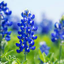 Blue Bonnet Flower Seeds for Planting - NON GMO Seeds