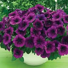 Purple Trailing Petunia Flower Seeds for Planting ƒ?? Cascading, Fast-Growing, Hanging Basket Blooms for planting in your garden.