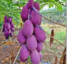 Purple papaya fruit seeds for planting