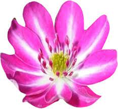 Pink White Nolilis Seeds for Planting, NON GMO Seeds seeds for planting in home garden