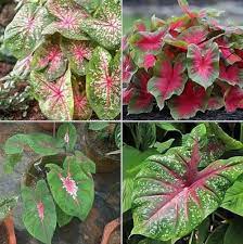 Caladium Teal Mix Flower Seeds â€“ Heirloom, Non-GMO Flower Seeds for Planting
