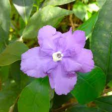 Purple Brunfelsia Pauciflora Flower Seeds for Planting â€“ Heirloom, Non-GMO, Rare Blooms